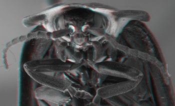 Media type: image;   Entomology 612504 Aspect: head 3D